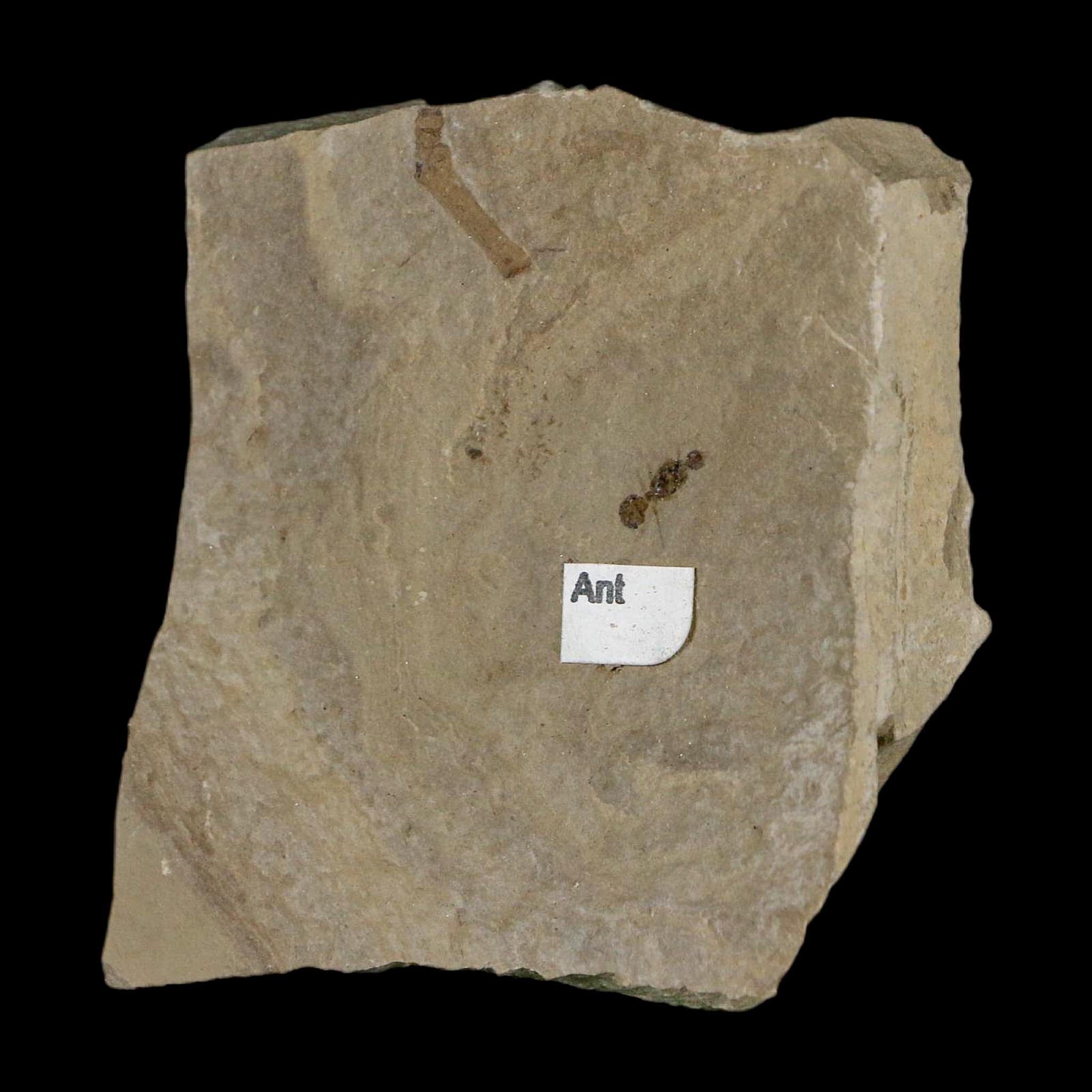 0.3" Fossil Ant Insect Green River Formation Uintah County Utah Eocene Age - Fossil Age Minerals