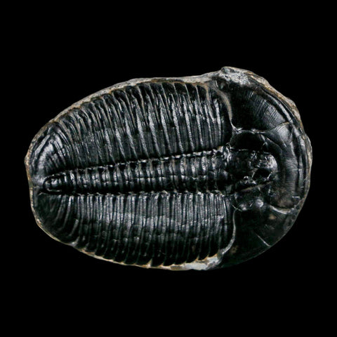 1.6" Elrathia Kingi Trilobite Fossil Utah Cambrian Age 521 Million Years Old COA - Fossil Age Minerals