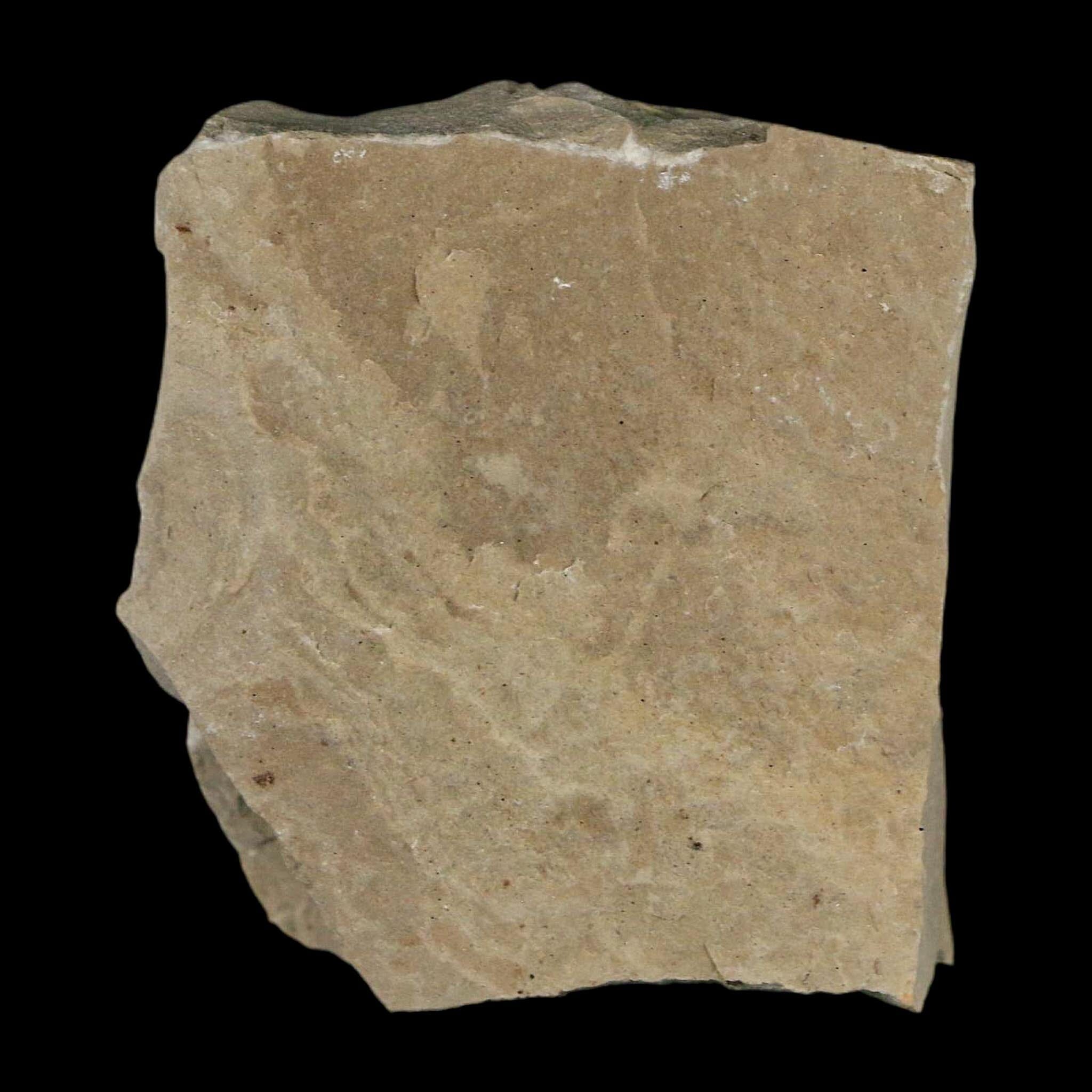 0.3" Fossil Ant Insect Green River Formation Uintah County Utah Eocene Age - Fossil Age Minerals