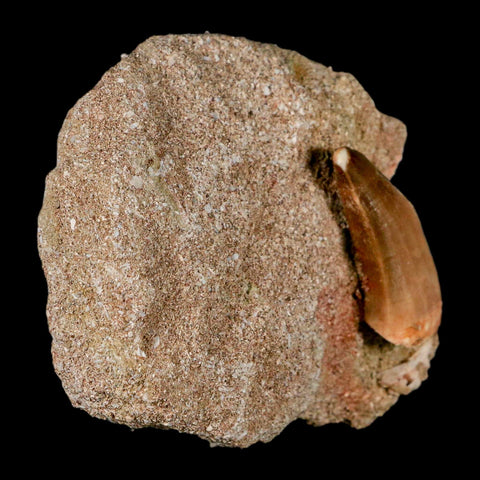 1.2" Mosasaur Baugei Fossil Tooth In Matrix Late Cretaceous Dinosaur Era COA - Fossil Age Minerals