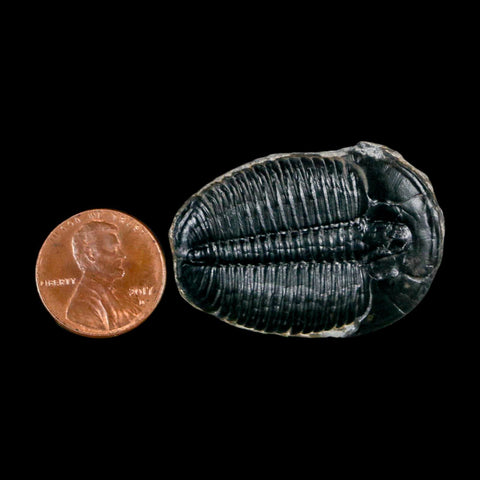 1.6" Elrathia Kingi Trilobite Fossil Utah Cambrian Age 521 Million Years Old COA - Fossil Age Minerals
