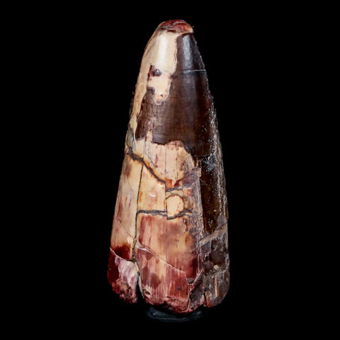 2.2" Sarcosuchus Imperator Crocodile Fossil Tooth Elrhaz FM Cretaceous Niger COA