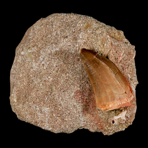 1.2" Mosasaur Baugei Fossil Tooth In Matrix Late Cretaceous Dinosaur Era COA - Fossil Age Minerals