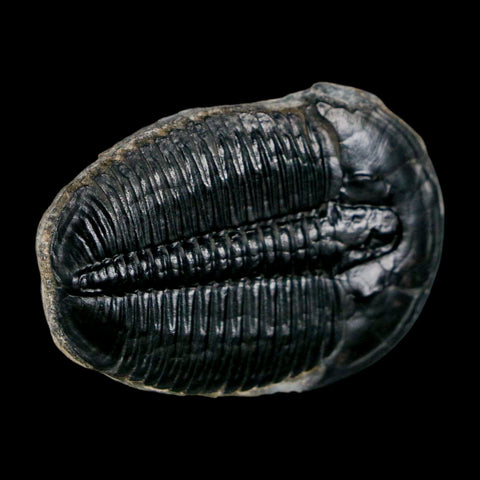 1.6" Elrathia Kingi Trilobite Fossil Utah Cambrian Age 521 Million Years Old COA - Fossil Age Minerals