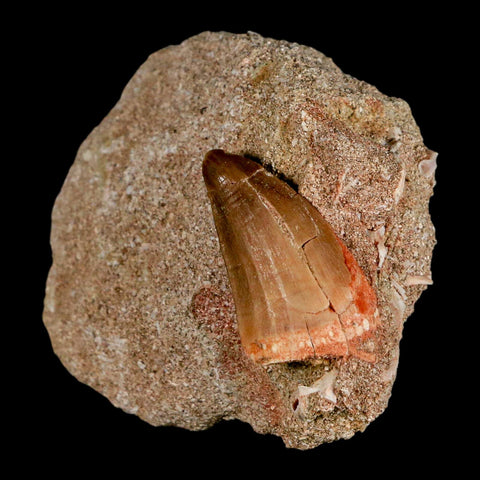 1.2" Mosasaur Baugei Fossil Tooth In Matrix Late Cretaceous Dinosaur Era COA - Fossil Age Minerals