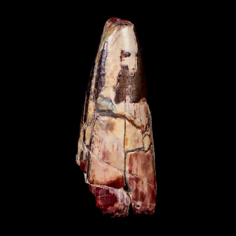 2.2" Sarcosuchus Imperator Crocodile Fossil Tooth Elrhaz FM Cretaceous Niger COA