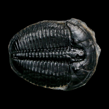 1.6" Elrathia Kingi Trilobite Fossil Utah Cambrian Age 521 Million Years Old COA