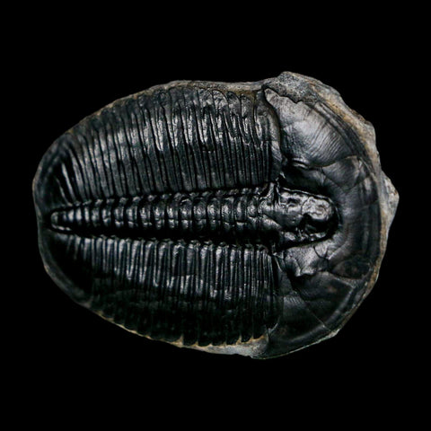 1.6" Elrathia Kingi Trilobite Fossil Utah Cambrian Age 521 Million Years Old COA - Fossil Age Minerals