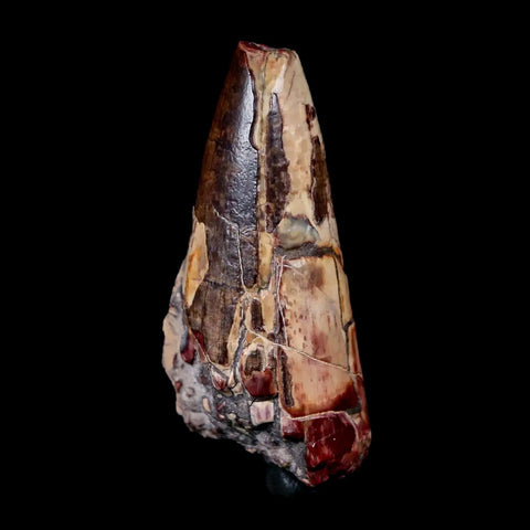 2.2" Sarcosuchus Imperator Crocodile Fossil Tooth Elrhaz FM Cretaceous Niger COA