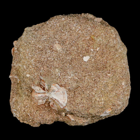 1.2" Mosasaur Baugei Fossil Tooth In Matrix Late Cretaceous Dinosaur Era COA - Fossil Age Minerals