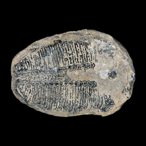 1.6" Elrathia Kingi Trilobite Fossil Utah Cambrian Age 521 Million Years Old COA - Fossil Age Minerals