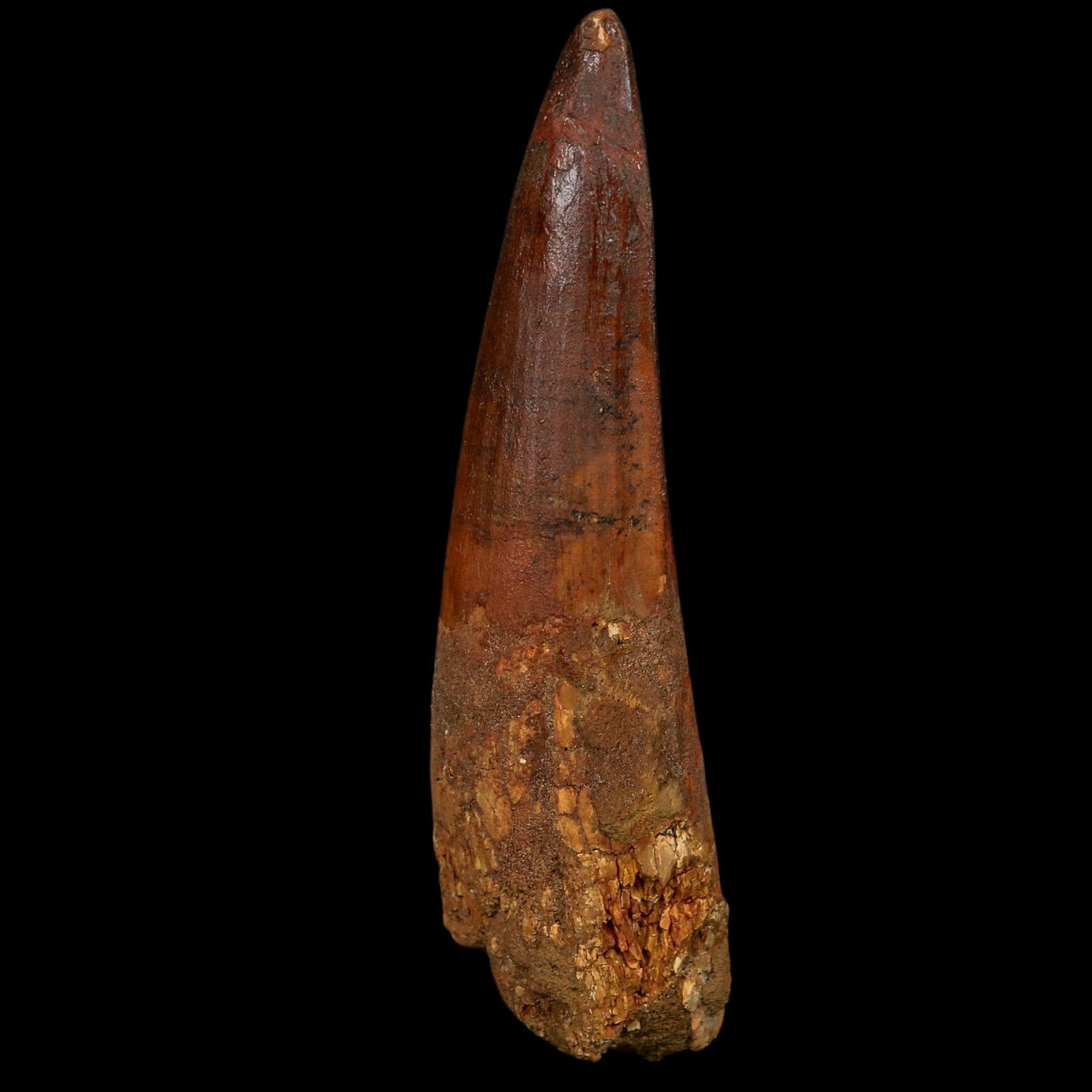 XL 4" Spinosaurus Fossil Tooth 100 Million Years Old Cretaceous Dinosaur COA
