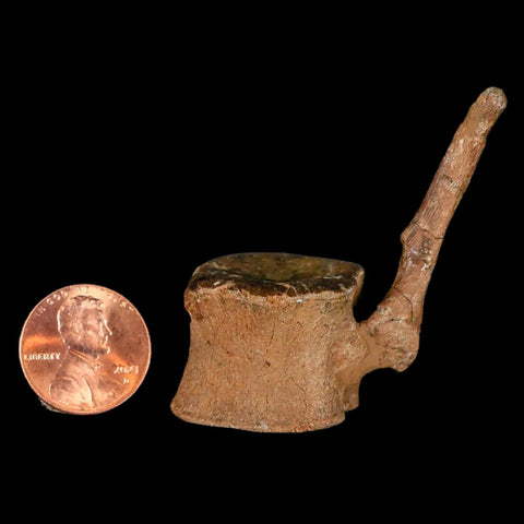 2" Brachylophosaurus Fossil Tail Vertebrae Cretaceous Dinosaur Judith River MT COA - Fossil Age Minerals