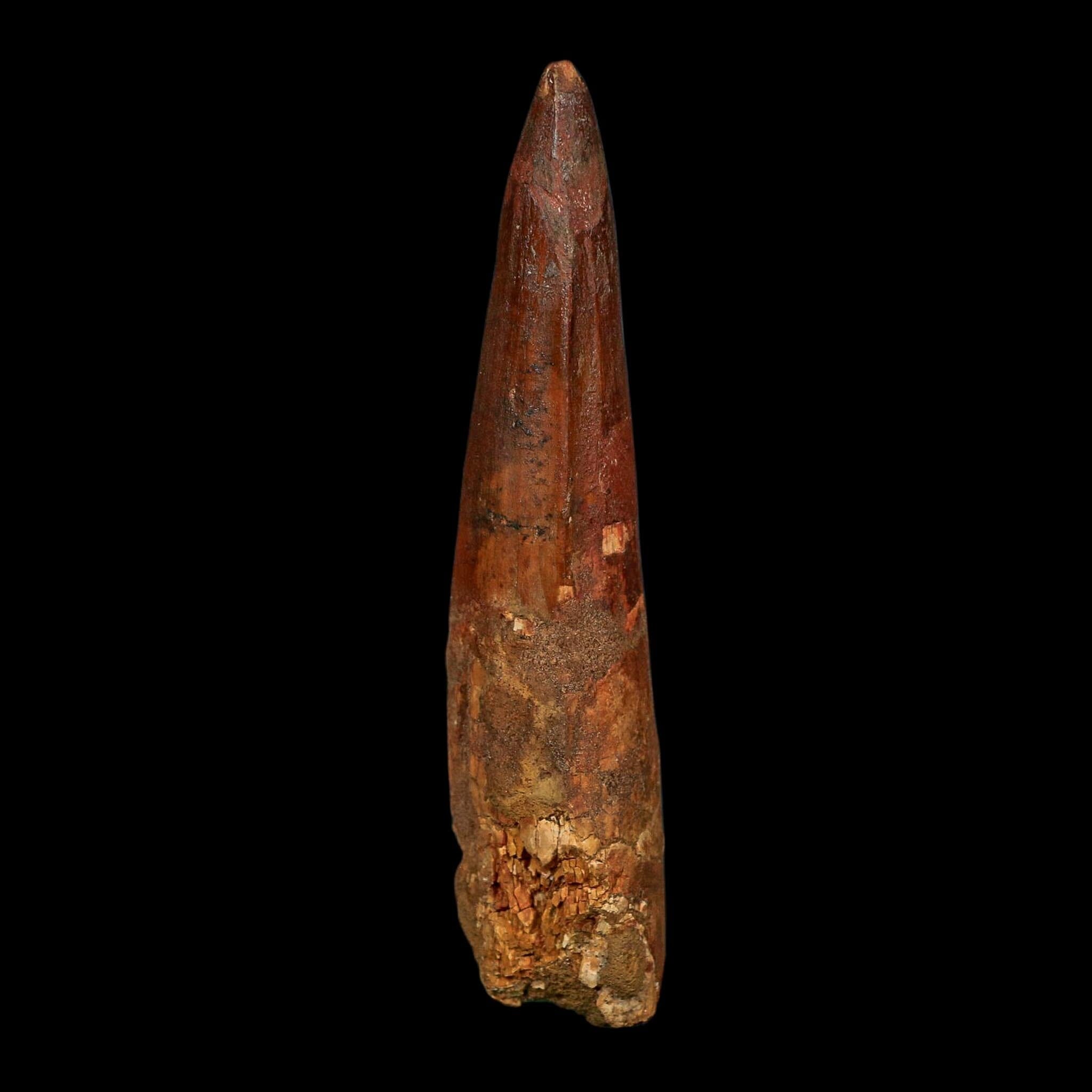 XL 4" Spinosaurus Fossil Tooth 100 Million Years Old Cretaceous Dinosaur COA