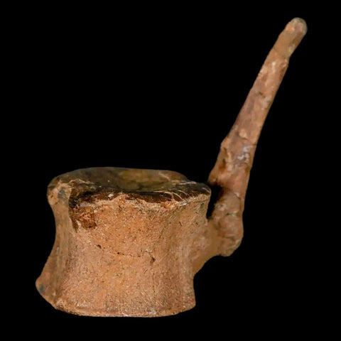 2" Brachylophosaurus Fossil Tail Vertebrae Cretaceous Dinosaur Judith River MT COA - Fossil Age Minerals