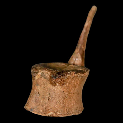 2" Brachylophosaurus Fossil Tail Vertebrae Cretaceous Dinosaur Judith River MT COA - Fossil Age Minerals