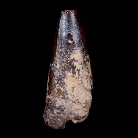 2.2" Sarcosuchus Imperator Crocodile Fossil Tooth Elrhaz FM Cretaceous Niger COA