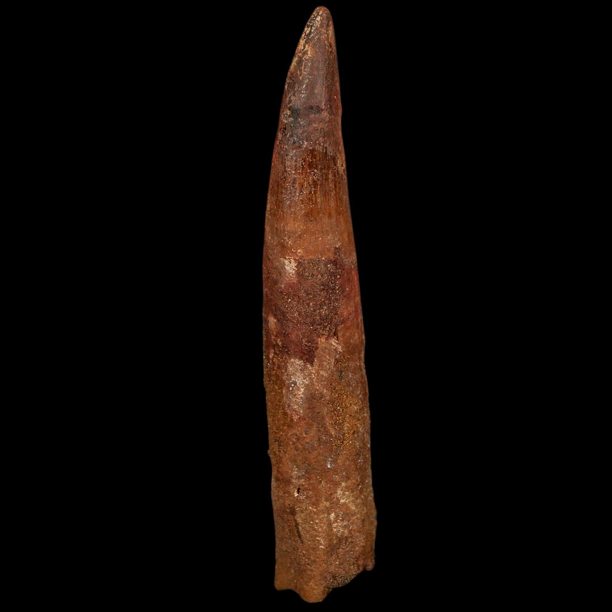 XL 4.3" Spinosaurus Fossil Tooth 100 Million Years Old Cretaceous Dinosaur COA