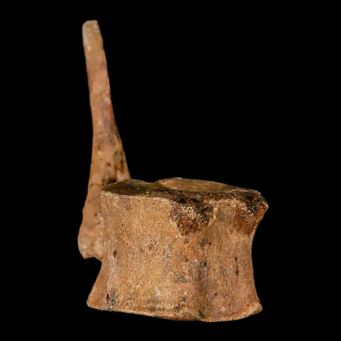 2" Brachylophosaurus Fossil Tail Vertebrae Cretaceous Dinosaur Judith River MT COA - Fossil Age Minerals