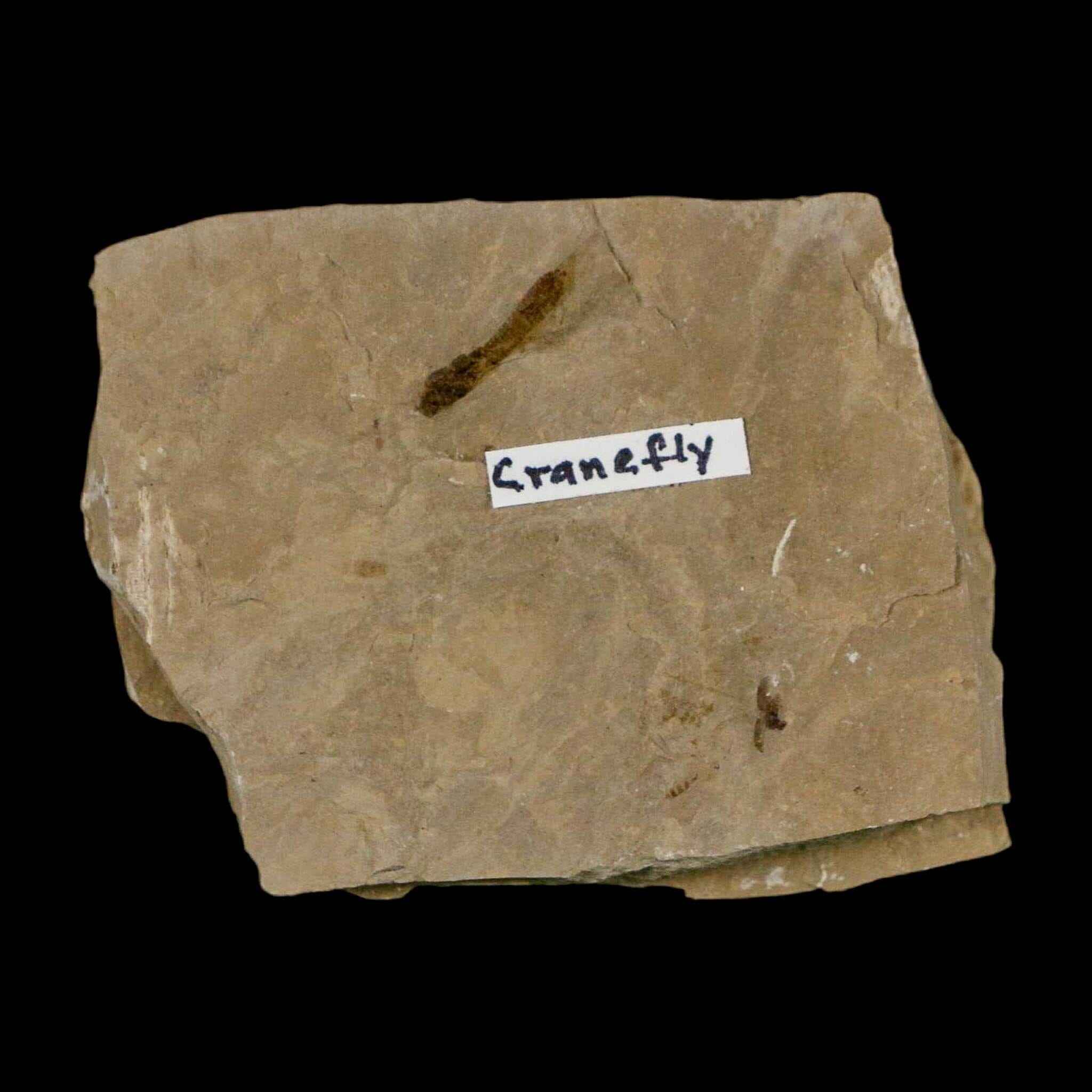 0.5" Fossil Crane Fly Insect Green River FM Uintah County Utah Eocene Age - Fossil Age Minerals