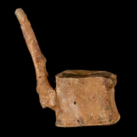 2" Brachylophosaurus Fossil Tail Vertebrae Cretaceous Dinosaur Judith River MT COA - Fossil Age Minerals