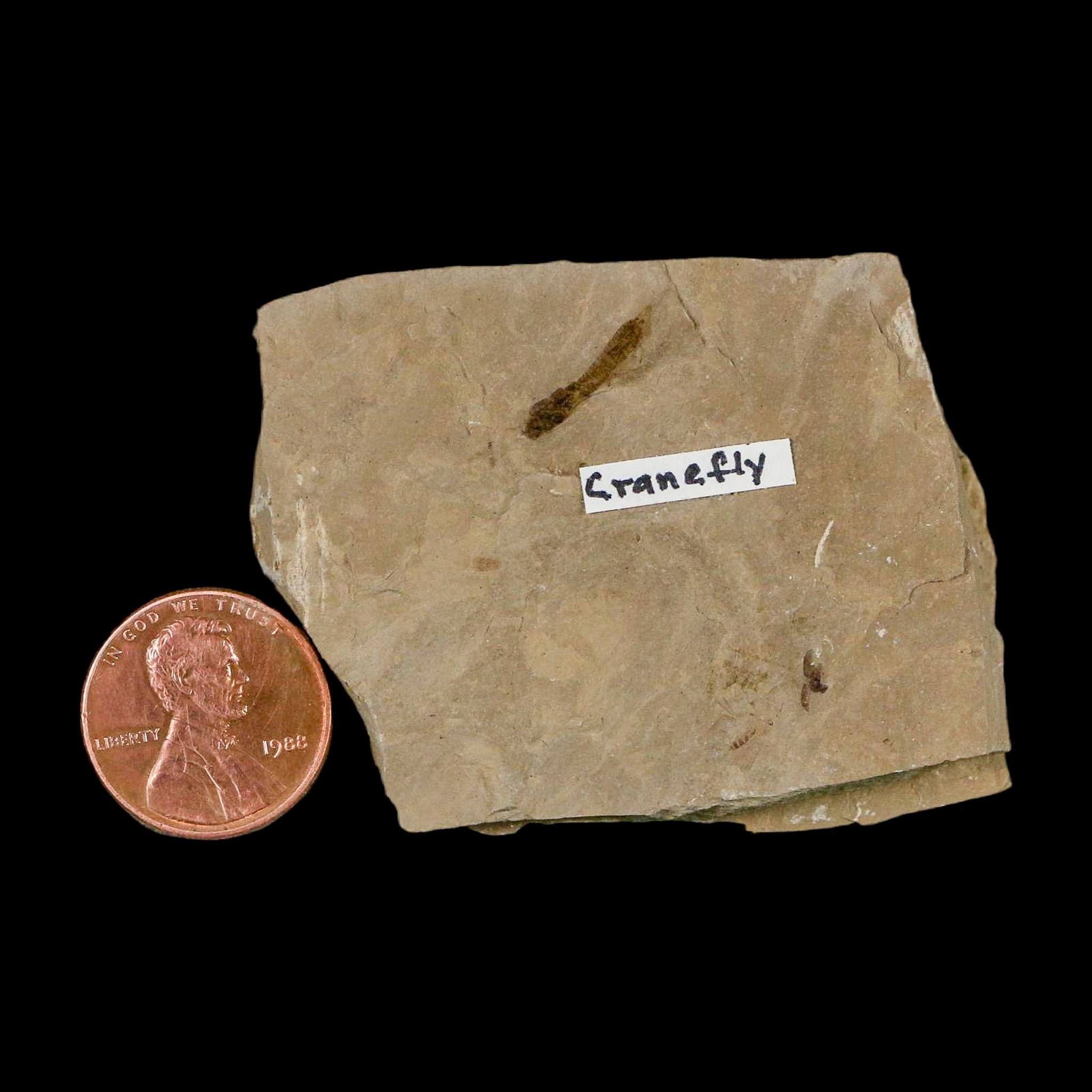 0.5" Fossil Crane Fly Insect Green River FM Uintah County Utah Eocene Age - Fossil Age Minerals