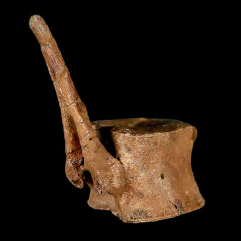 2" Brachylophosaurus Fossil Tail Vertebrae Cretaceous Dinosaur Judith River MT COA - Fossil Age Minerals