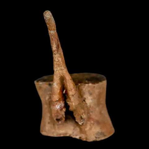 2" Brachylophosaurus Fossil Tail Vertebrae Cretaceous Dinosaur Judith River MT COA - Fossil Age Minerals