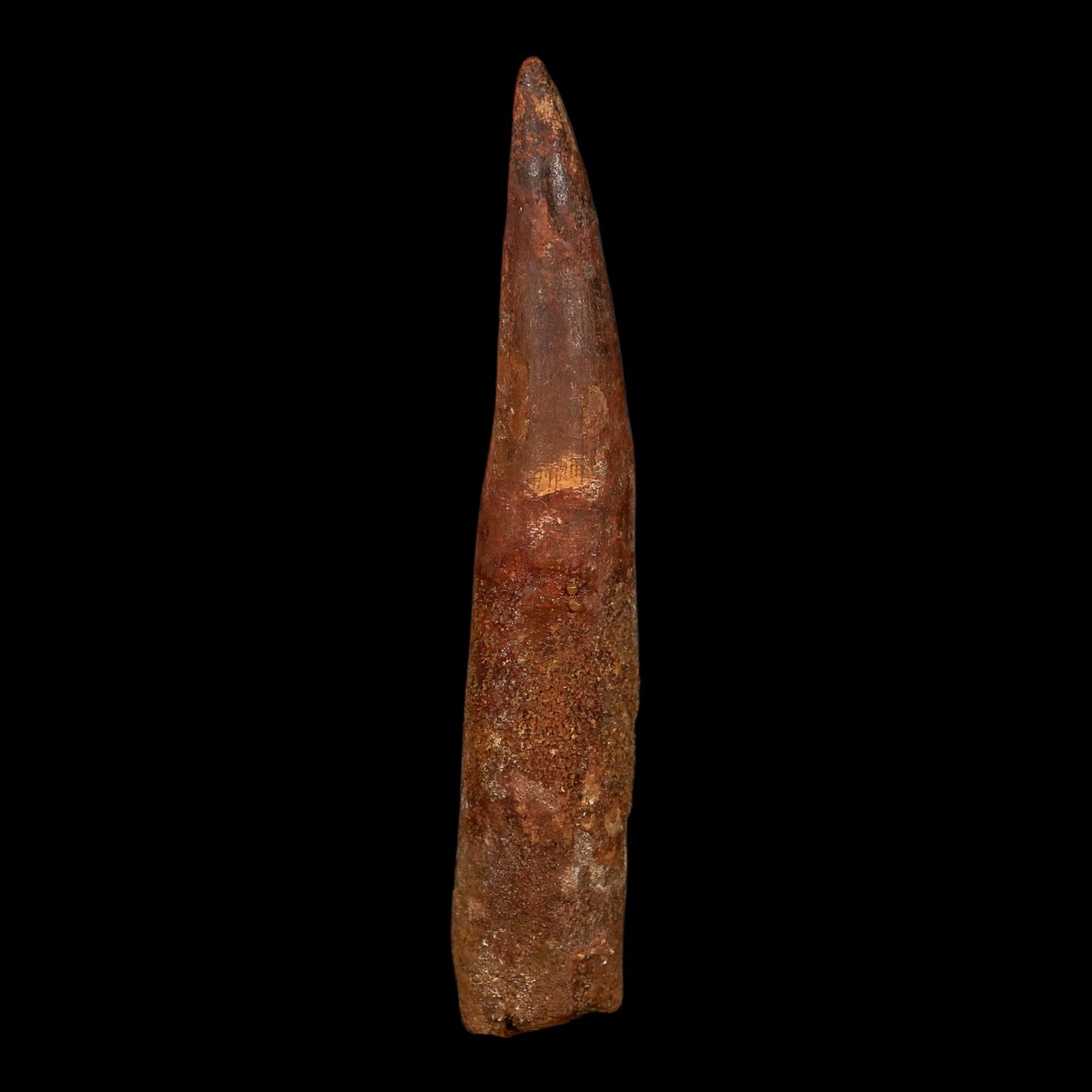 XL 4.3" Spinosaurus Fossil Tooth 100 Million Years Old Cretaceous Dinosaur COA
