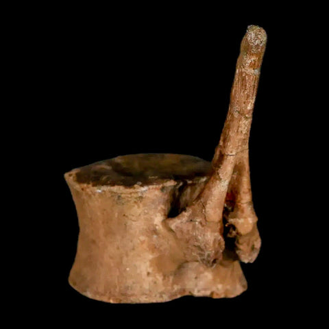 2" Brachylophosaurus Fossil Tail Vertebrae Cretaceous Dinosaur Judith River MT COA - Fossil Age Minerals