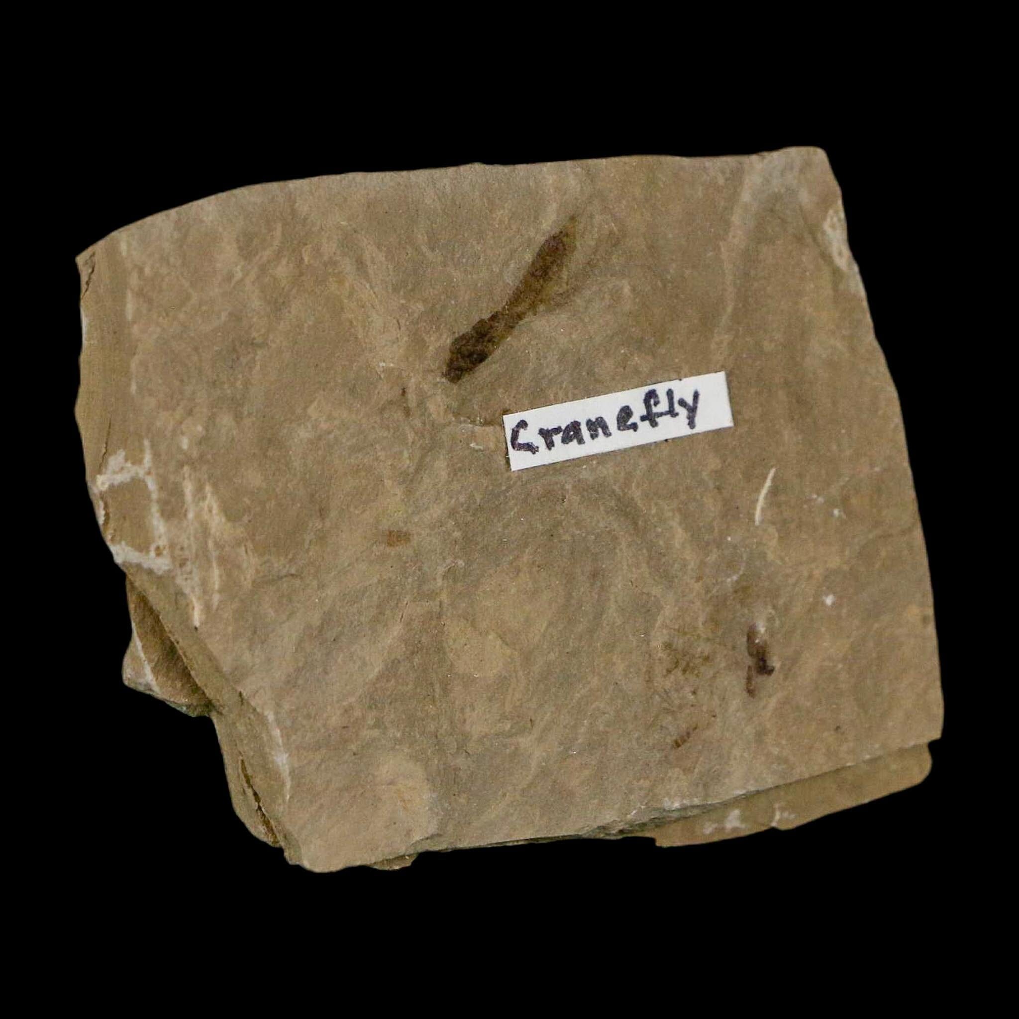 0.5" Fossil Crane Fly Insect Green River FM Uintah County Utah Eocene Age - Fossil Age Minerals