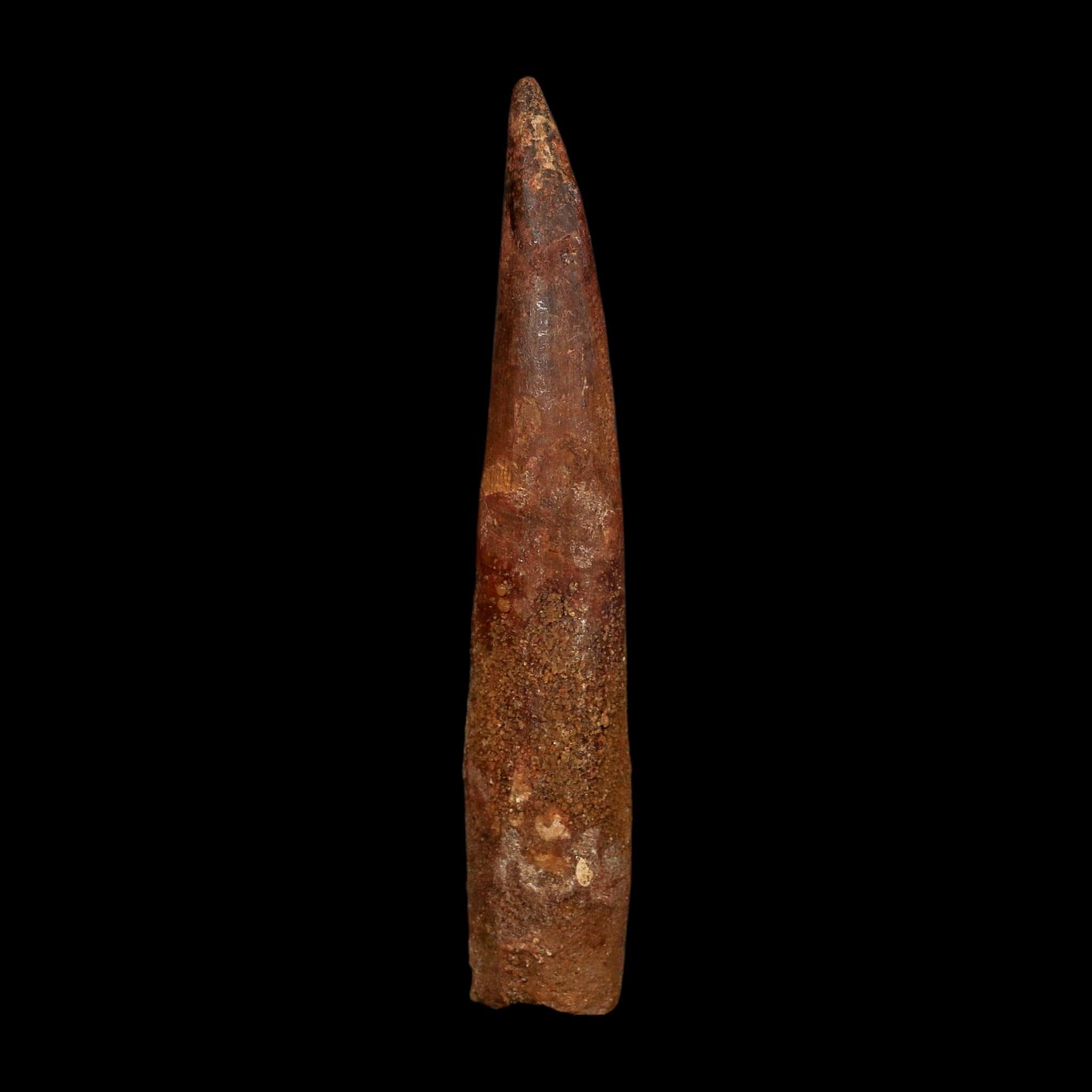 XL 4.3" Spinosaurus Fossil Tooth 100 Million Years Old Cretaceous Dinosaur COA