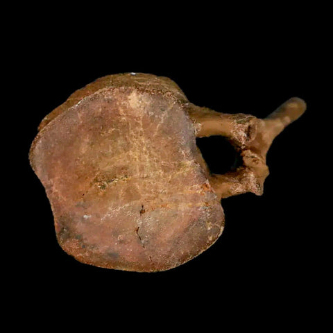 2" Brachylophosaurus Fossil Tail Vertebrae Cretaceous Dinosaur Judith River MT COA - Fossil Age Minerals