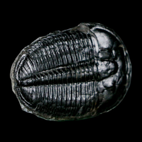 1.6" Elrathia Kingi Trilobite Fossil Utah Cambrian Age 521 Million Years Old COA - Fossil Age Minerals