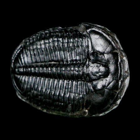 1.6" Elrathia Kingi Trilobite Fossil Utah Cambrian Age 521 Million Years Old COA