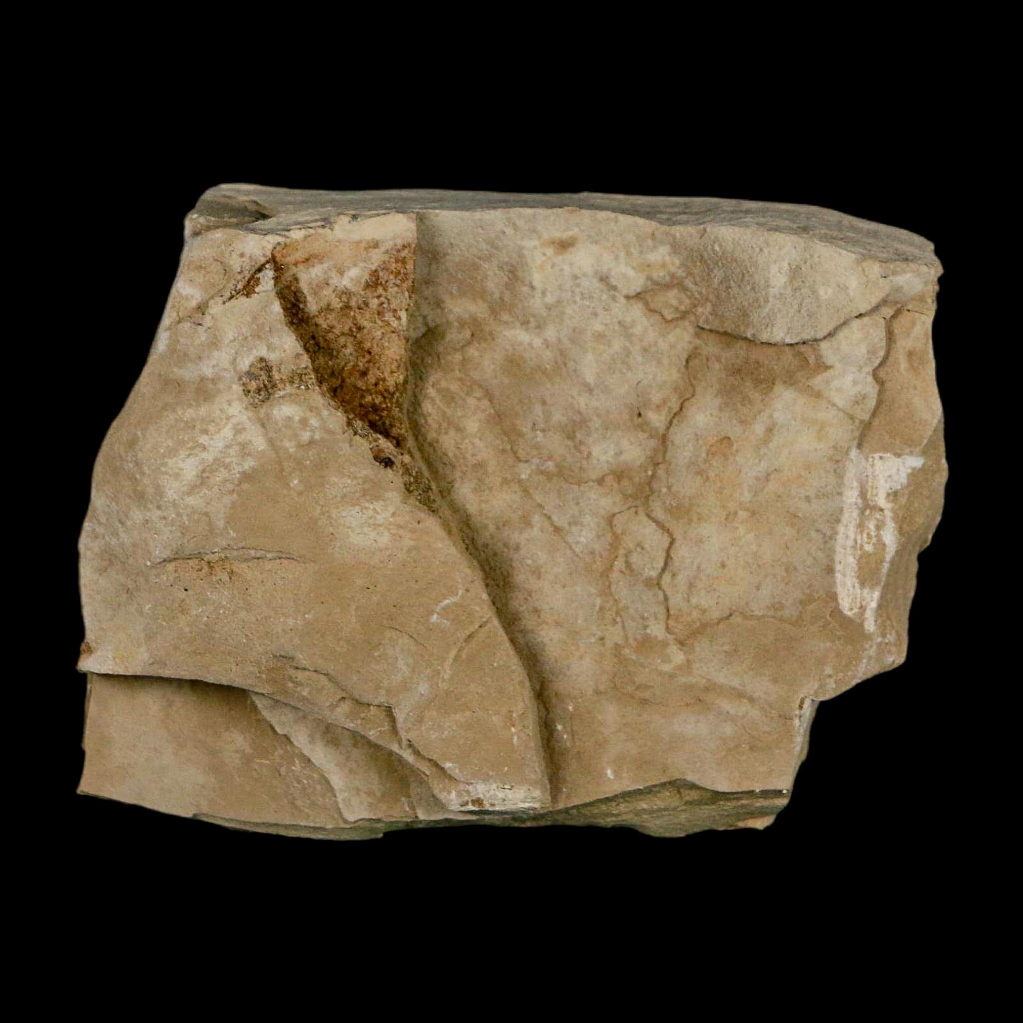 0.5" Fossil Crane Fly Insect Green River FM Uintah County Utah Eocene Age - Fossil Age Minerals