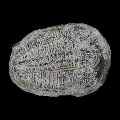 1.6" Elrathia Kingi Trilobite Fossil Utah Cambrian Age 521 Million Years Old COA - Fossil Age Minerals