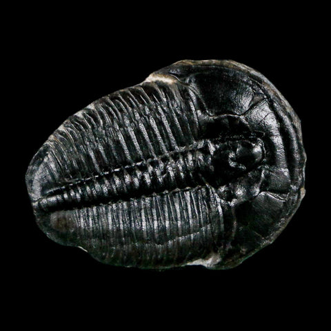 1" Elrathia Kingi Trilobite Fossil Utah Cambrian Age 521 Million Years Old COA - Fossil Age Minerals