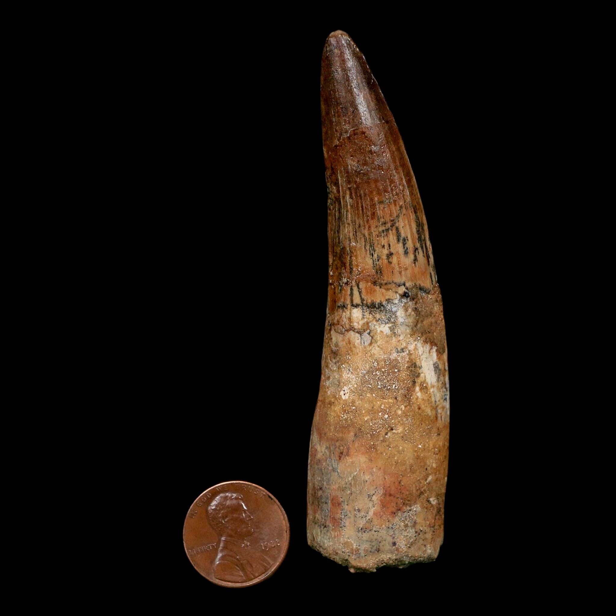 XL 3.6" Spinosaurus Fossil Tooth 100 Million Years Old Cretaceous Dinosaur COA