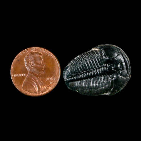 1" Elrathia Kingi Trilobite Fossil Utah Cambrian Age 521 Million Years Old COA - Fossil Age Minerals