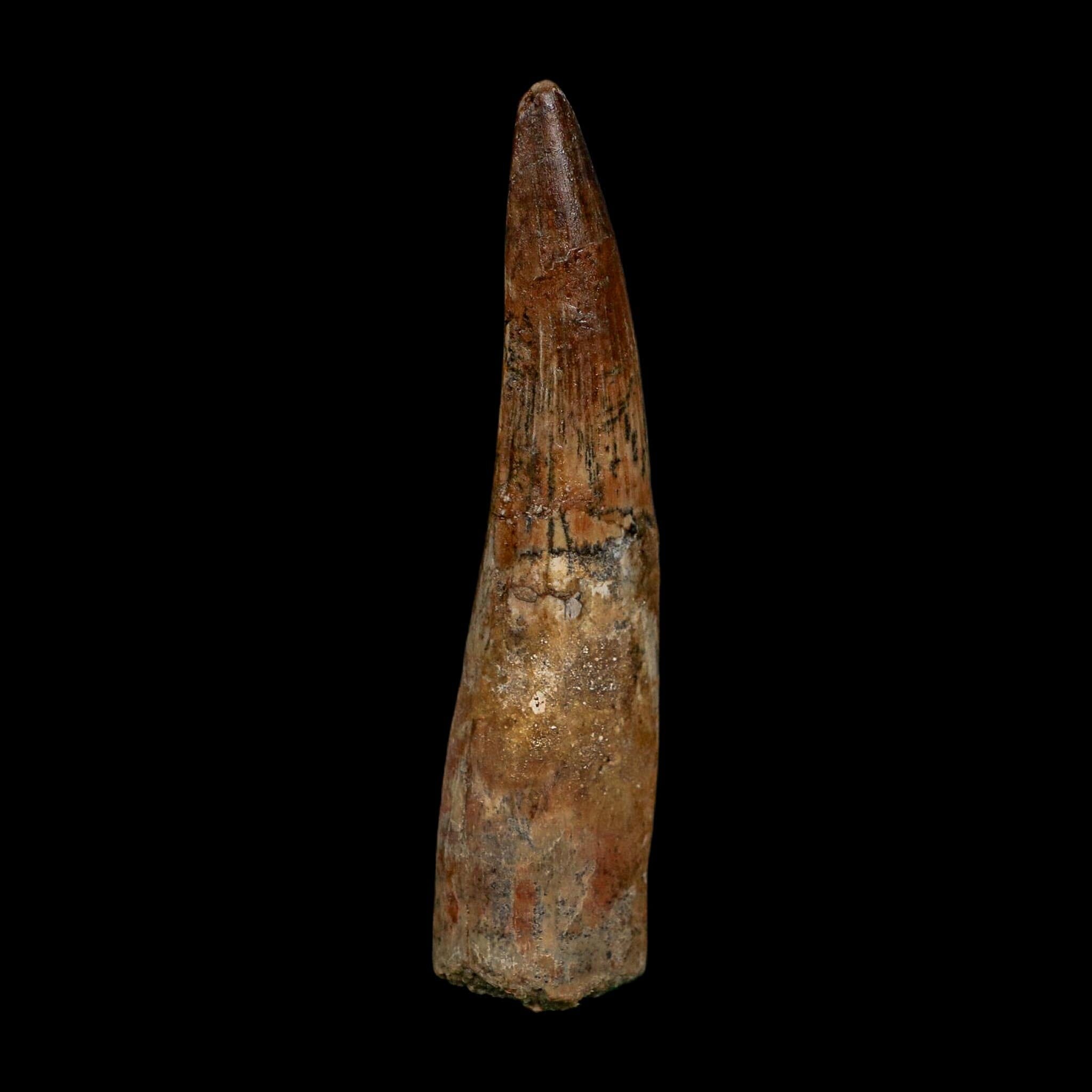 XL 3.6" Spinosaurus Fossil Tooth 100 Million Years Old Cretaceous Dinosaur COA