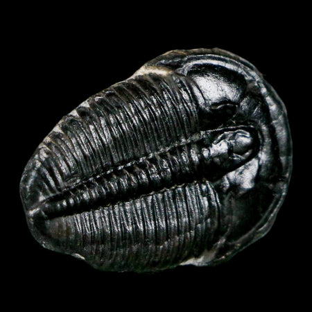 1" Elrathia Kingi Trilobite Fossil Utah Cambrian Age 521 Million Years Old COA