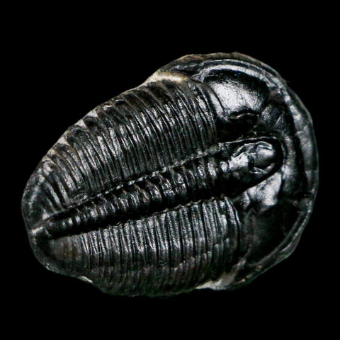 1" Elrathia Kingi Trilobite Fossil Utah Cambrian Age 521 Million Years Old COA - Fossil Age Minerals