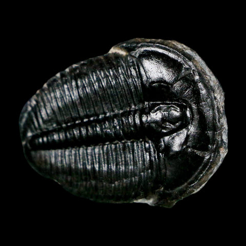 1" Elrathia Kingi Trilobite Fossil Utah Cambrian Age 521 Million Years Old COA - Fossil Age Minerals