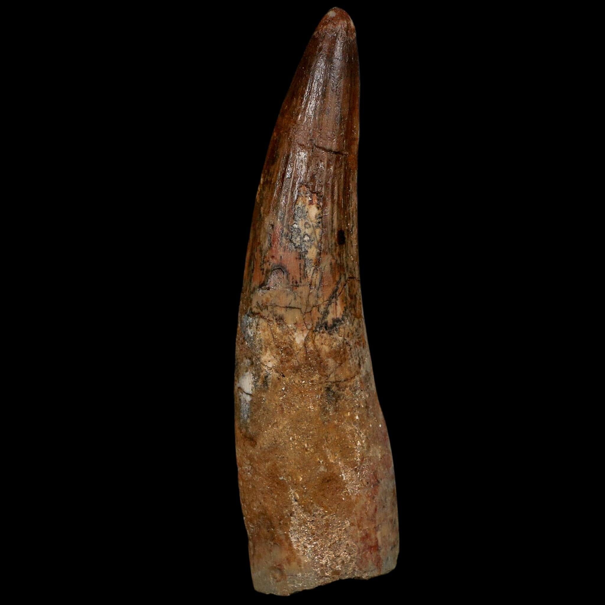 XL 3.6" Spinosaurus Fossil Tooth 100 Million Years Old Cretaceous Dinosaur COA