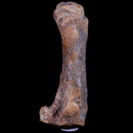 3.6" Extinct Cave Bear Ursus Spelaeus Hand Paw Bone Pleistocene Age Romania COA