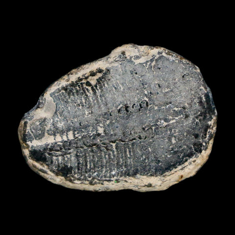 1" Elrathia Kingi Trilobite Fossil Utah Cambrian Age 521 Million Years Old COA - Fossil Age Minerals