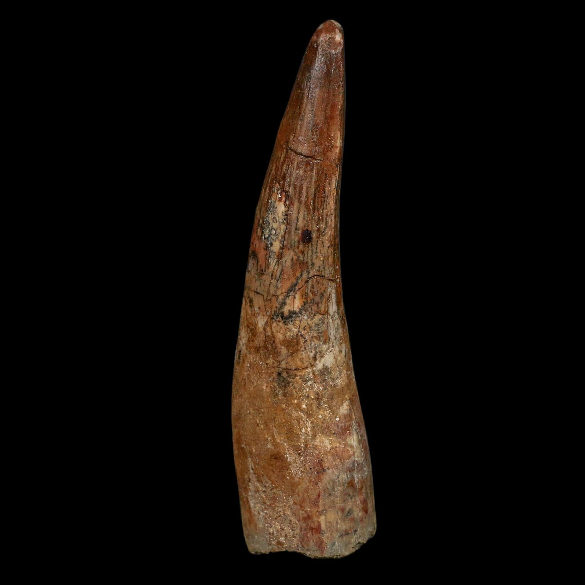 XL 3.6" Spinosaurus Fossil Tooth 100 Million Years Old Cretaceous Dinosaur COA