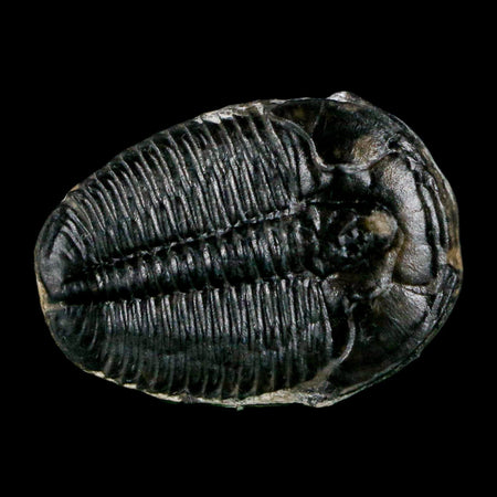 1" Elrathia Kingi Trilobite Fossil Utah Cambrian Age 521 Million Years Old COA