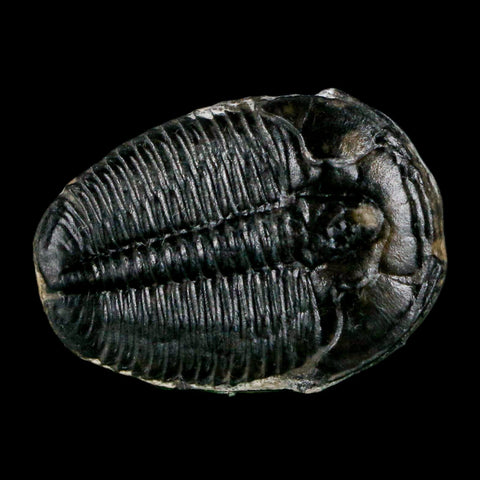 1" Elrathia Kingi Trilobite Fossil Utah Cambrian Age 521 Million Years Old COA - Fossil Age Minerals